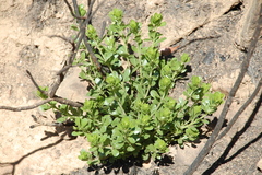 Psoralea lucens