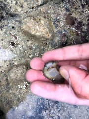 Onchidella steindachneri