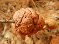 Disholcaspis spongiosa