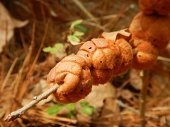 Disholcaspis spongiosa