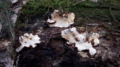 Heterobasidion parviporum