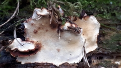 Heterobasidion parviporum