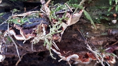 Heterobasidion parviporum