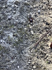 Anisodactylus sanctaecrucis