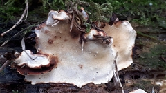 Heterobasidion parviporum