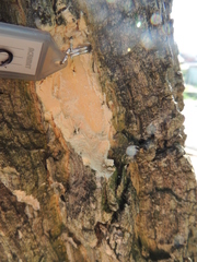 Abarema cochliacarpos