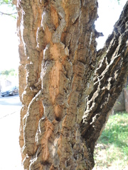 Abarema cochliacarpos