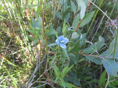 Lomatogonium rotatum