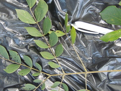 Abarema cochliacarpos