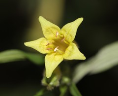 Lithospermum rzedowskii