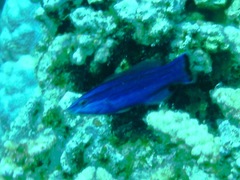 Larabicus quadrilineatus