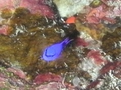 Pseudochromis fridmani