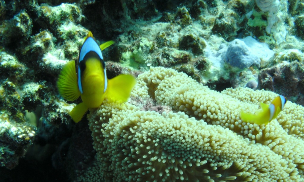 Twoband anemonefish