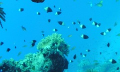 Pycnochromis dimidiatus