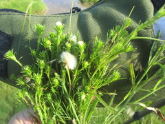 Symphyotrichum ciliatum