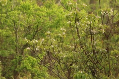 Vernicia fordii