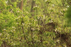 Vernicia fordii