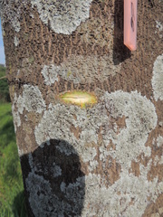 Seguieria langsdorffii