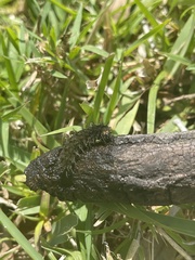 Hemileuca maia
