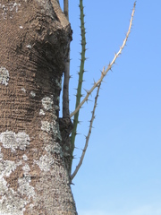 Seguieria langsdorffii