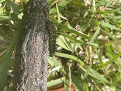 Hemileuca maia