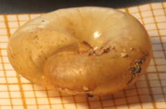 Aegopinella nitidula