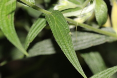 Lithospermum rzedowskii