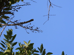 Seguieria langsdorffii