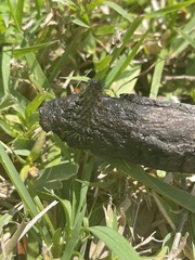 Hemileuca maia