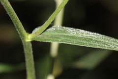 Lithospermum rzedowskii
