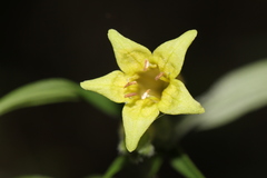 Lithospermum rzedowskii