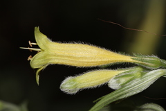 Lithospermum rzedowskii