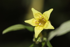 Lithospermum rzedowskii