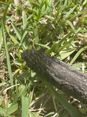 Hemileuca maia