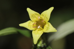 Lithospermum rzedowskii