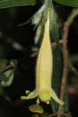 Lithospermum rzedowskii