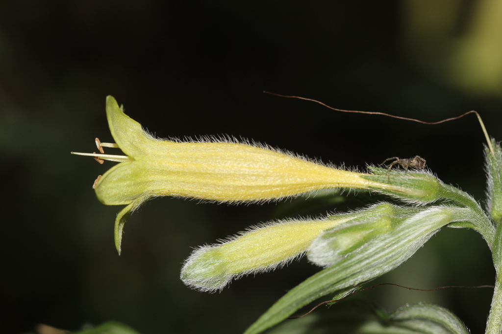 Lithospermum rzedowskii