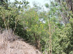 Erythrostemon mexicanus