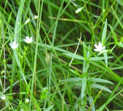 Campanula aparinoides