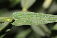 Lithospermum rzedowskii