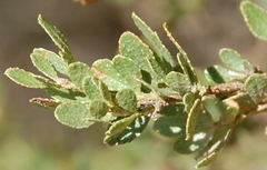 Psoralea lucens