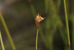 Platycaulos compressus