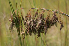 Thamnochortus glaber