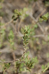 Psoralea lucens