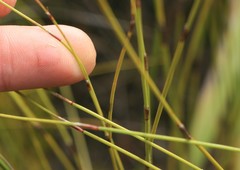 Platycaulos compressus