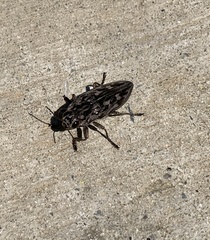 Chalcophora virginiensis