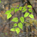 Betula nigra - Photo (c) Katja Schulz, μερικά δικαιώματα διατηρούνται (CC BY)