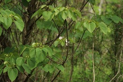 Vernicia fordii