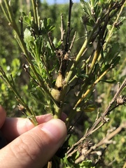 Gnorimoschema baccharisella