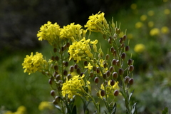 Alyssoides utriculata